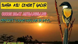 Download SUARA ASLI CENDET Cocok buat merangsang cendet macet bunyi.#cendetgacor #cendetprobolinggo MP3