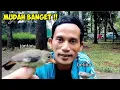 Lagu Cara Membedakan Burung kemade Jawa Ijoan Jantan Dan Betina