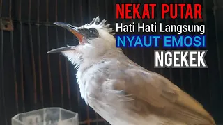 trucukan gacor ngekek garuda sambung ropel ampuh untuk menaikkan emosi agar trucukan ropel panjang