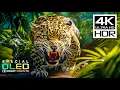 Lagu Incredible 4K HDR Dolby Vision | 4K Nature Videos with Peaceful Music