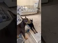 Download Lagu Don’t touch that blanket! 😂#reels #shorts #explore #pets