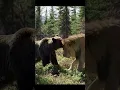 Friendly Lion and Bear #trending #animals #wildlife #tigerspotted #tiger #trendingshorts