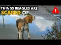 7 Most Common Things Beagles are Scared of and How to Deal with them