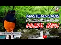Download Lagu Masteran SADIS Pencetak Murai Batu Edan...!!! | Radja Kicau Mania