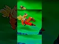 Download Lagu HE WAS JUST A MONKEY EDIT #anime #animeedit #dbz #ssj