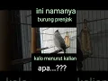 Download Lagu Kutilang Gacor Kutilang Lupa Diri Hilang ingatan