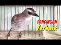 Lagu Suara TRUCUK Pikatan Terbaik Cocok Buat Pancingan