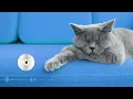 Cat is sleeping with Lofi Girl Chill mix 2022 🐱