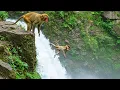 Download Lagu Newborn Baby Monkey Lilly Falls from Waterfall – Mother Monkey Libby’s Incredible Rescue