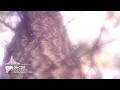 oncor - borderlines [Melodic House | Monstercat Remake]
