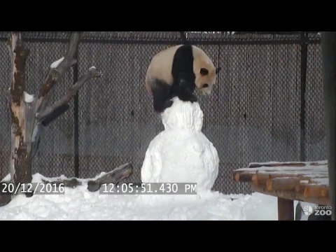Toronto Zoo Giant Panda vs. Lumiukko