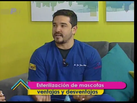 Esterilización de mascotas ventajas y desventajas 