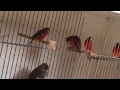 Red Siskin x canary mules singing ( 2016 season)