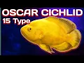 15 Amazing Types Of Oscar Fish Rare And Commen Oscar Fish A to Z