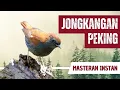 Download Lagu Masteran Jongkangan Peking Gacor Full Isian