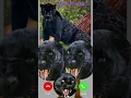 Download Lagu black tendua ringtone viral 🔥shorts 😱viralshortsvedeo#youtubeshorts#vedeoringtonwviral#viralringto🔥#