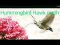 Download Lagu vliegt als een kolibrie Kolibrievlinder hummingbird hawk-moth Taubenschwänzchen Sphinx colibri MP3