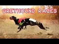 LIVE WORLD GREYHOUND DOG RACING FLAT RACE 440 Feet 01
