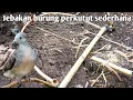 Download Lagu Cara membuat jebakan burung perkutut sederhana