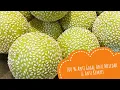 Download Lagu Cara Mudah  Membuat Onde-onde  Lembut Kenyal dan kokoh || 100 % Anti Gagal