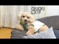 Download Lagu 寝室で早く寝たくて圧をかけてくる大きいトイプードル【デカプー】【トイプードルのロアくん】【toy poodle】