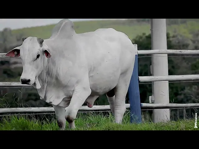 Touro Nelore SGN - 2616