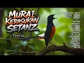 Download Lagu KRETEKAN EMOSI MURAI BATU GACOR NEMBAK ISIAN KASAR TAJAM!! + TERAPI AIR