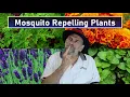 Best Mosquito Repelling Plants