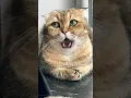 Download Lagu APT cutest singer #aptcatversion #catversion #apt #cute