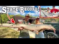 New State Record-BACK TO BACK GIANTS LIVE HERE INSANE Day