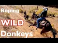 Roping Wild Burros On Indian Reservation Vlog