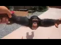 Download Lagu Life Could Be A Dream Monkey