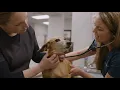Urgent Care for Your Pet