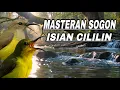 Lagu Masteran sogon gacor isian cililin jeda suara air‼️