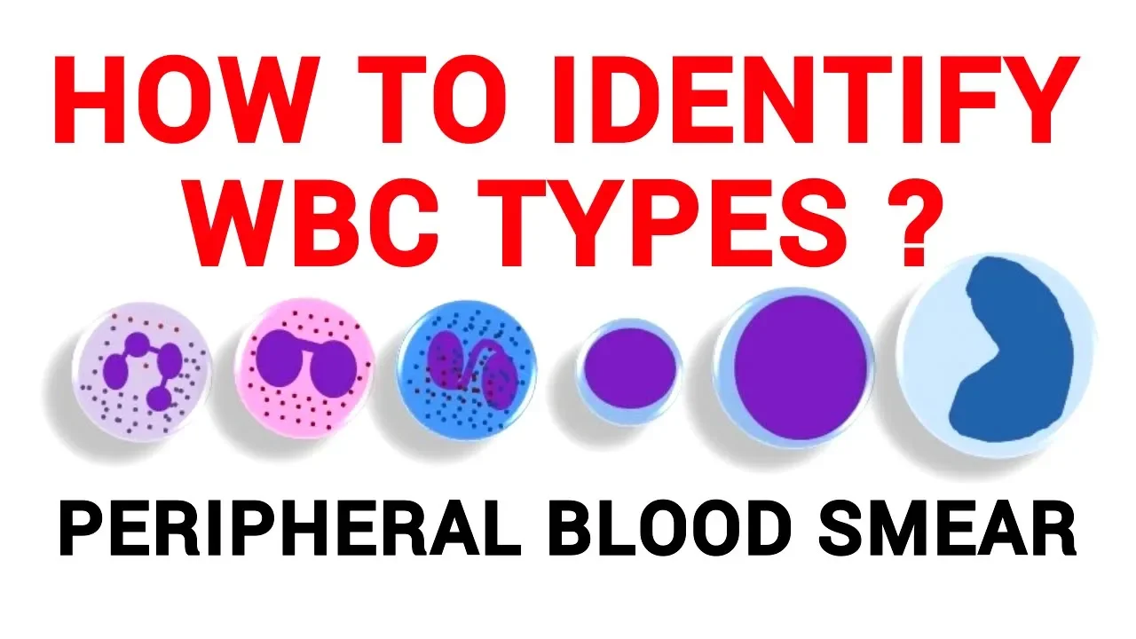 WBC Identification in Peripheral Blood Smear | Hematology Lab Guide