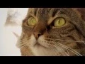 How Long Do Cats Live