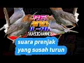 Download Lagu suara pikat burung prenjak anti zonk @aka93channel