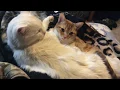 I Thought You Were Sleeping