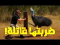 Download Lagu طيور مرعبة.. حاول تتجنبها بكل الطرق