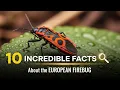 10 Incredible Facts About the European Firebug