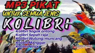 suara pikat semua kolibri kolibri ribut terbaru