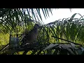 Download Lagu rekaman video singkat menjebak burung tekukur tanpa kamera pengintai 😌😌