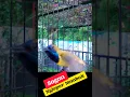 Download Lagu SOGON GACOR DOR NGLEPER NEMBAK #sogon #sogongacor #masteranburung #birds #shorts #shortvideo #burung