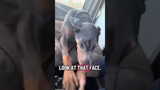 We gotta boop #fyp #dream #pets #doberman #vlog