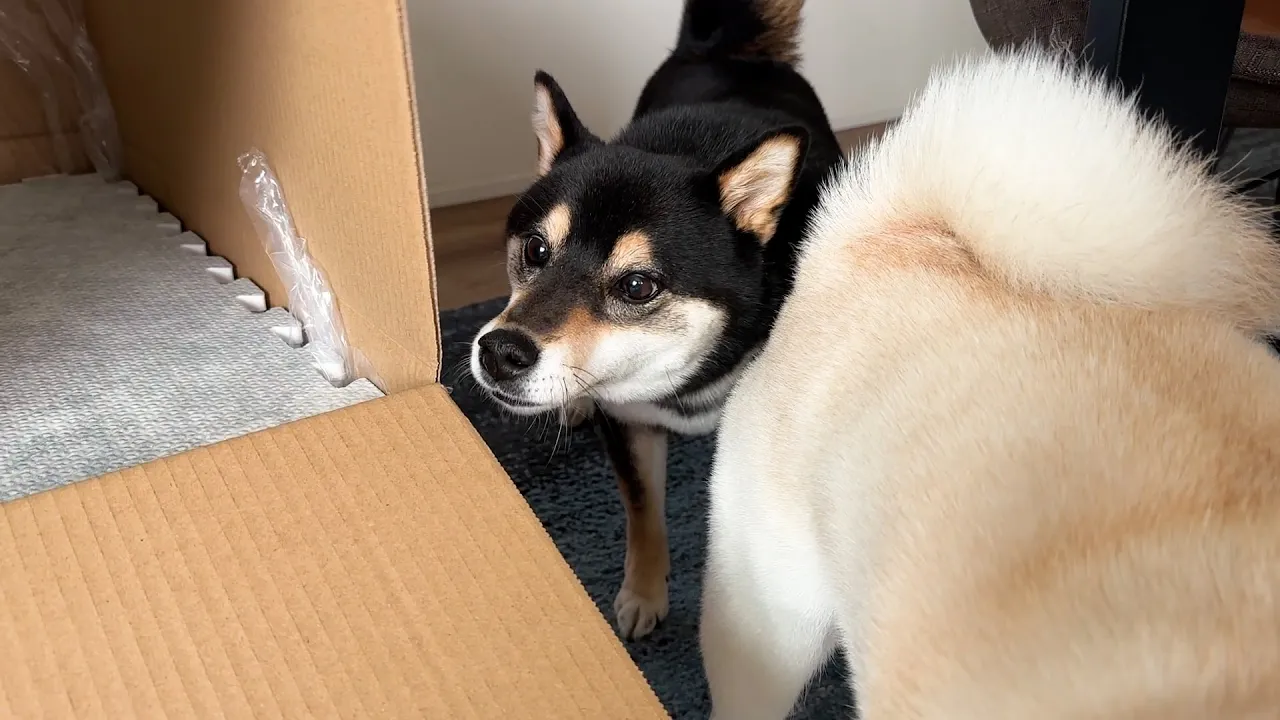 新しいファミリーを執拗にチェックする我が家の番犬