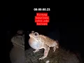 Download Lagu SUARA KATAK KETIKA MALAM