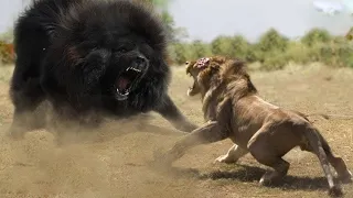هذا اقوي كلب في العالم يستطيع القضاء علي الاسد بكل سهولة    الماستيف التبتي   دندنها