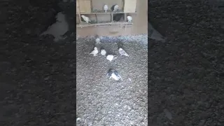 المرض دمرني وخلص طيوري اكتبولي علاج مظبوط الريفي 