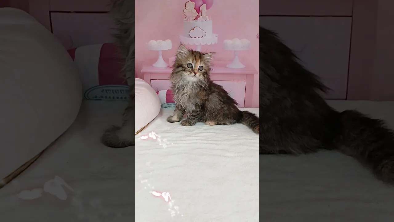 動画