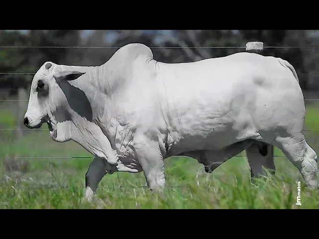 Garrote Nelore GLMP - 1704